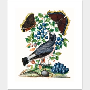 Northern Wheatear, Bilberry and Camberwell Beauty and Pupa Posters and Art